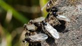 Flying Ant Day arrives in Norfolk as swarms of winged insects spotted