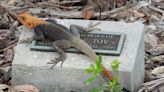 This orange and blue lizard has invaded Florida. Here’s where it’s been spotted