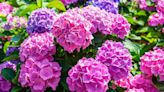 Hydrangeas really shine and give better blooms with Alan Titchmarsh’s genius tip