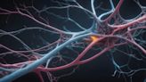 Key mechanisms identified for regeneration of neurons