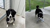 Terrified border collie mix found abandoned tied up to shed: 'not OK'
