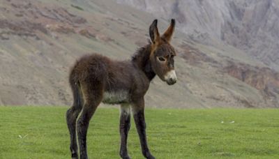 Mini Donkey’s Excitement Over His Evening Walk Is the Definition of Precious