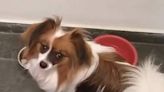 Cachorro morre após ser atacado por outro cão em hotel de luxo para pets