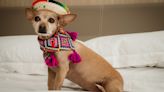 4 Dog-Friendly Mexican Caribbean Resorts Your Pup Will Thank You for Booking