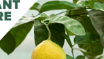 How to Grow Lemon Trees Indoors