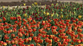 Botanica’s Tulip Festival begins Saturday