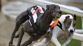 Greyhound race track death toll rises for first time since records began