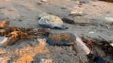 Thousands of mysterious jellyfish-like creatures wash up on California shores