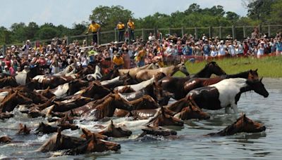 Pony Swim celebrates 99 years on Chincoteague Island