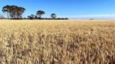 Wheat drives lift in NAB Rural Commodities index - Grain Central
