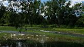 Invasive plants on the picnic menu for goats in Cazenovia Park