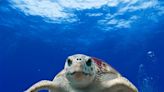 Feds reverse Southern California fishing restrictions meant to protect sea turtles