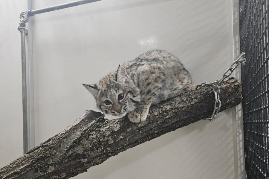 Baby bobcat escapes from Indiana zoo