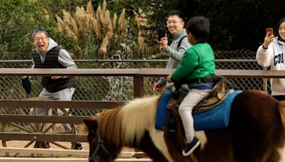 What will replace Pony Rides at Griffith Park?