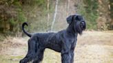 Giant Schnauzer Survives Mountain Lion Attack in Los Angeles Backyard