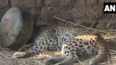 Leopard freed after having head stuck in metal pot for five hours