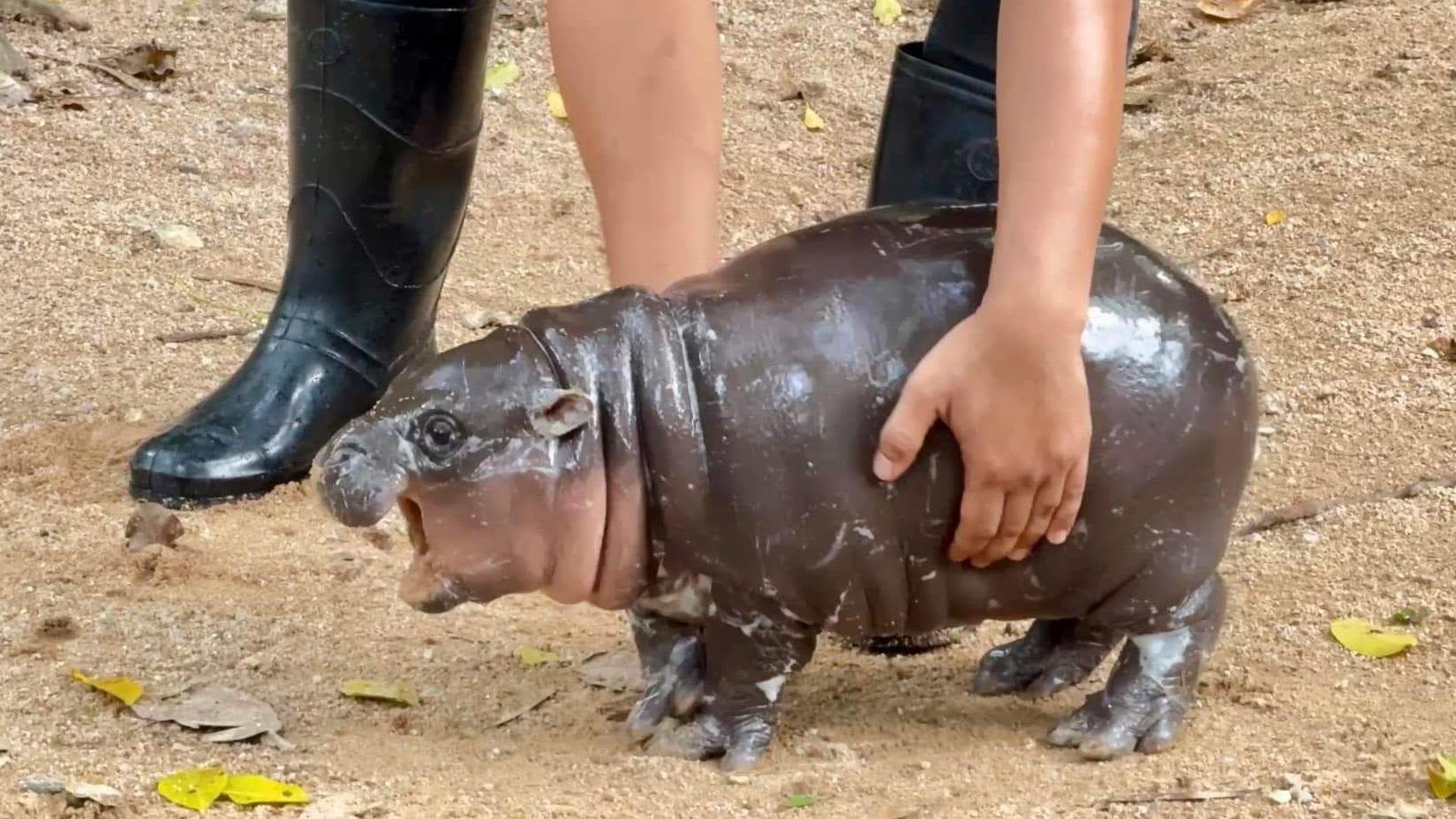 A baby hippo is going viral - and paying the price