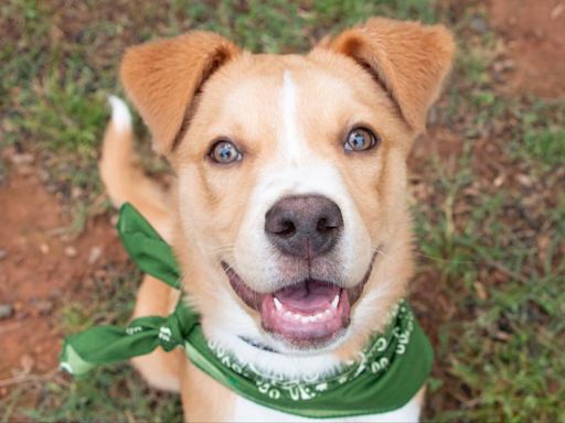 All of puppy’s siblings got adopted — except him. Dwight the ‘sweet’ dog waits his turn