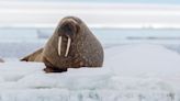 Tourist fined for getting too close to Walrus in Norway