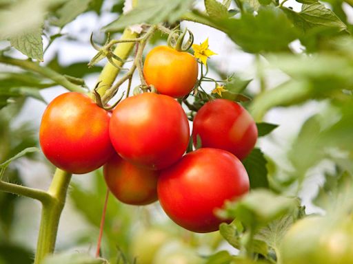 How to Prune a Tomato Plant for a Bigger, Healthier Harvest