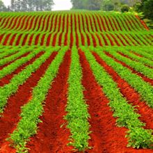 Advantages And Disadvantages Of Red Soil - DripMotion