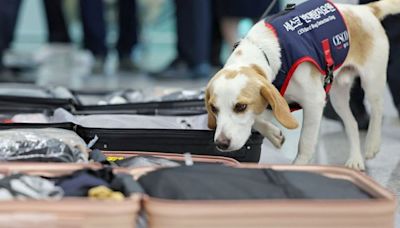 South Korea deploys sniffer dog at airport to detect bed bugs after Paris Olympics