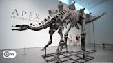 Dinosaur skeleton sells for record-breaking $44.6 million – DW – 07/18/2024