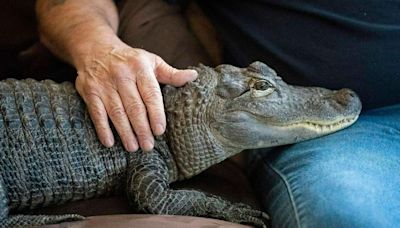Wally, the emotional support alligator once denied entry to a baseball game, is missing