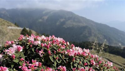 花蓮強震損壞太魯閣設施 合歡山杜鵑花季賞花改道 - 生活