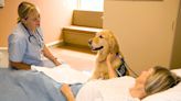 Hospital Opens Area for Patients to Visit with Their Pets from Home: 'It Gives You a Lift'