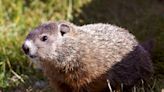 A Canadian groundhog was found dead just before he was supposed to predict if we'd get more winter