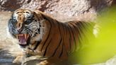 Zayana, a Sumatran tiger born at the Topeka Zoo, flies to her new home in New Zealand