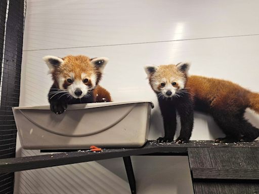 Red pandas are coming to the Lehigh Valley Zoo. Here are the details.