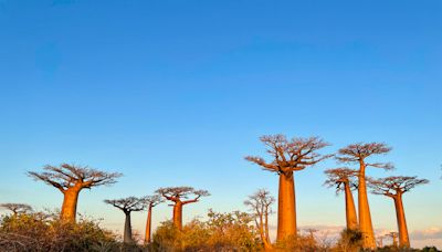 Mysterious origin of the "tree of life" revealed