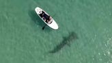 Hammerhead shark in Florida caught on video circling paddleboarders