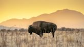 A Herd of 170 Bison May Be the Unlikely Climate Warriors We've Needed All Along