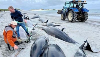 Major operation to find cause of mass whale pod stranding