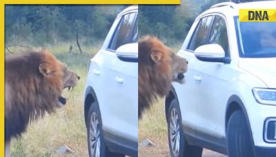 Man encounters terrifying moment as lion charges at him in viral video, watch