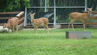 把梅花鹿換成山羊？鹿港生態公園新來嬌客 鎮長一次說清楚