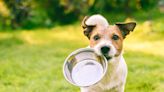 Millennial and Gen-Z pet parents help drive the growth of premium dog and cat food - Marketplace