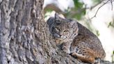 Bobcat mother and kittens spotted in Charlottesville's Pen Park