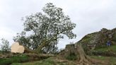 Britain's Sycamore Gap tree felled in 'deliberate act of vandalism'