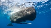 Women face criticism for raspy speech. Whales use it to survive.