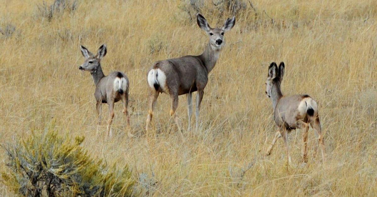 Wyoming Game and Fish asks for Dubois Mule Deer migration protection