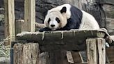 The last pandas at any US zoo are expected to leave Atlanta for China this fall | Texarkana Gazette