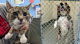 Looking for your cat or dog? They may be at Animal Welfare League of Alexandria