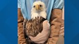 Bald eagle hit by car, saved in Cape Neddick