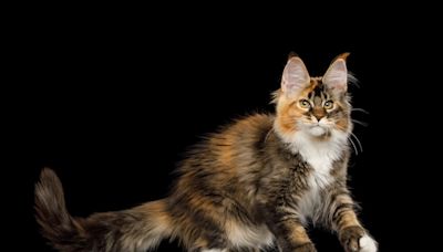 Maine Coon Cat Shadow Boxing His Own Reflection Is Too Cute for Words