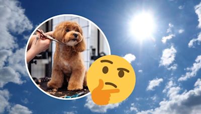 Esta es la IMPORTANTE razón por la que no debes cortar el pelo a tu perro durante la temporada de calor
