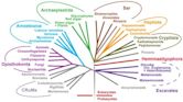 Taxonomy of Protista